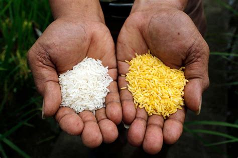 Golden Rice .